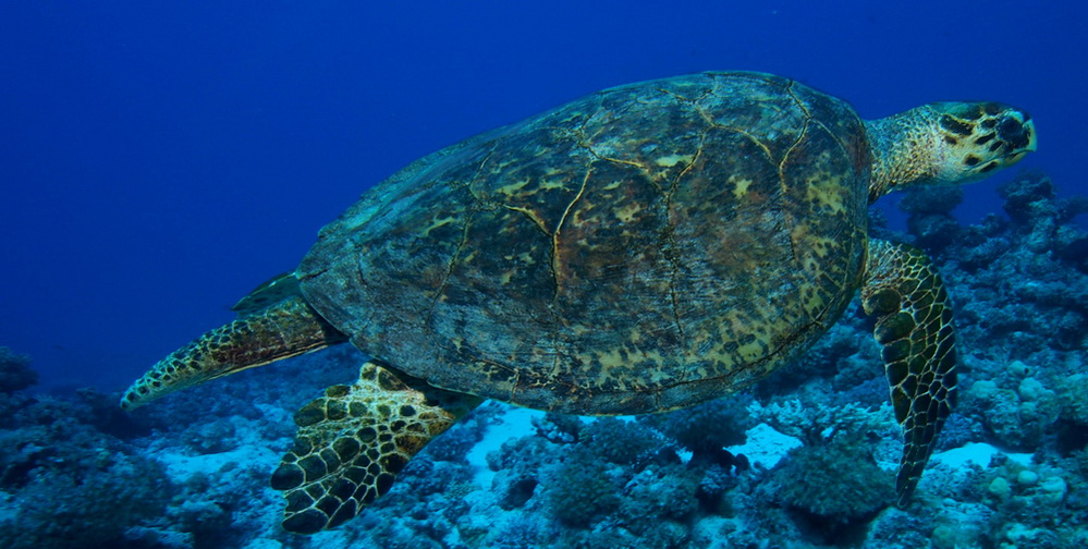 Turtle rock at the Similan islands