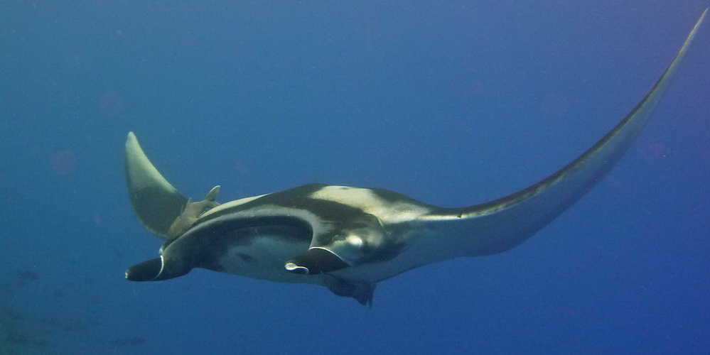 Similan Dive Guide : Manta ray at Koh Bon