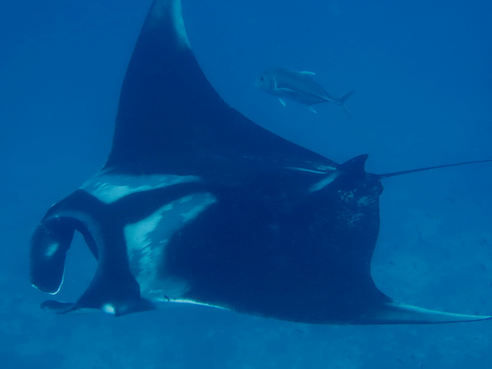 Similan Dive Guide Manta ray
