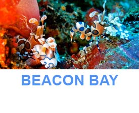Similan islands dive sites beacon bay