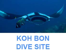 Koh Bon dive site information and dive map