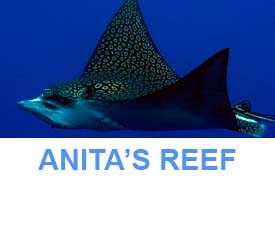 Similan Dive guide anita's reef