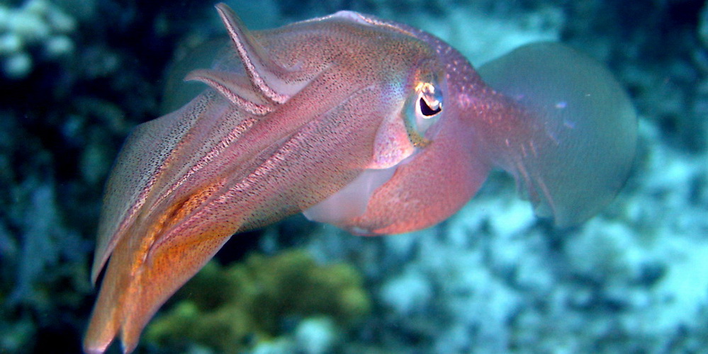 Similan Dive Guide  : cuttle fish