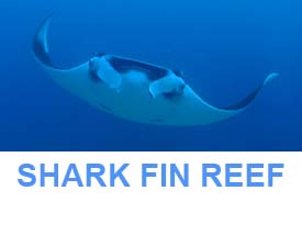 Similan islands dive sites Shark fin reef