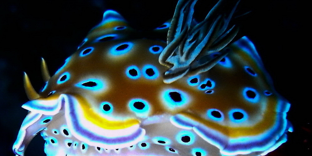 Similan Dive Guiide Nudibranch