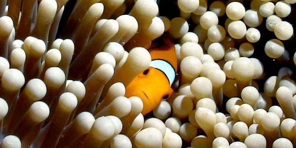 Similan islands anemone photos