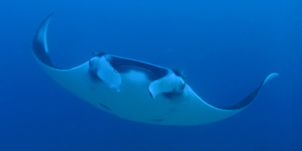 Similan Dive guide  manta ray