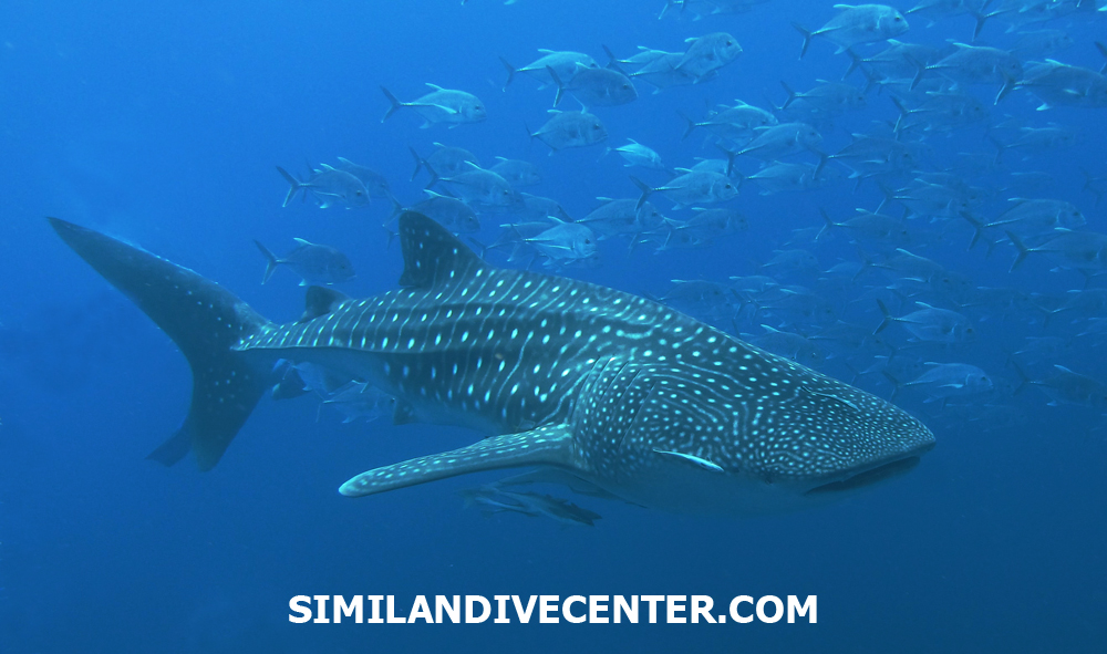 Whale shark spotting SDC | Khao Lak dive center