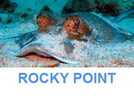 Similan islands dive guide rocky point